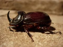 Rhinosceros Beetle-Orytes nasicornis