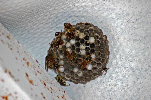 Wasps working to feed and guard their baby sisters and future co-workers