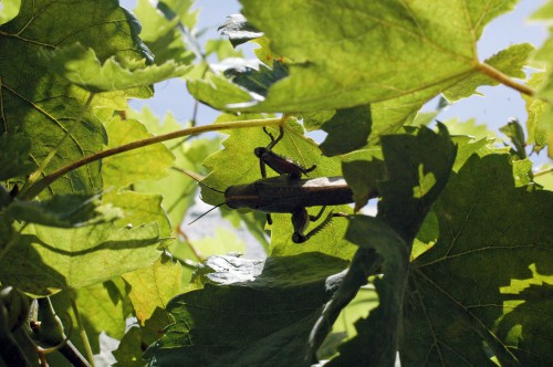 Egyptian Grasshopper overhead