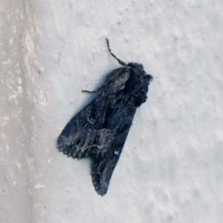 Dark Moth-Miniotype occidentalis