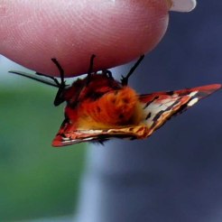 Tiger Moth underside