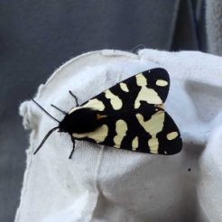 Garden Tiger Moth-Arctia caja