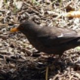 170320-GIB-1439-Blackbird female