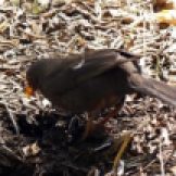 170320-GIB-1441-Blackbird female