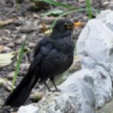 170320-GIB-1442-Blackbird female