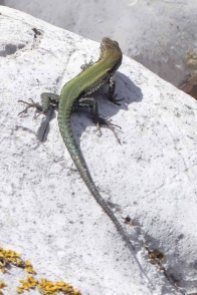 Podarcis vaucheri-Andalusian Wall Lizard