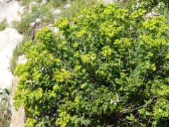 Warty Spurge - Euphorbia squamigera