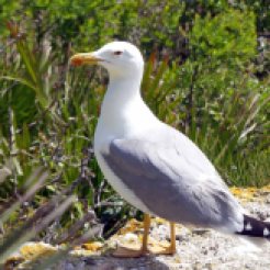 Yellow-legged gull-Larus michahellis