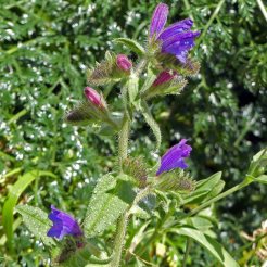 170322-GIBMS58-1230-Bristly or Rough Bugloss-Echium creticum (ssp coincyanum)