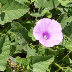 Mallow-leaved bindweed-Convolvulus althaeoides