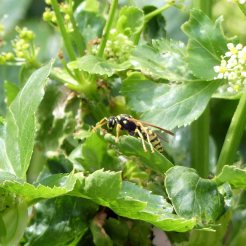 170322-GIBMS74-1252-Polistes sp Paper wasp hunting on Alexanders