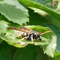 170322-GIBMS75-1252-Polistes sp Paper wasp hunting on Alexanders