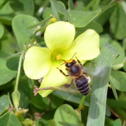 Bermuda buttercup with bee