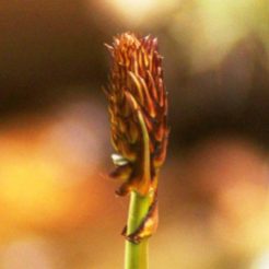 Flower bud of Common Asphodel